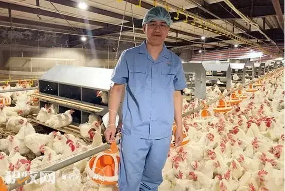 从种业振兴到县域经济服务，肉鸡产业顶天立地的谋篇实践