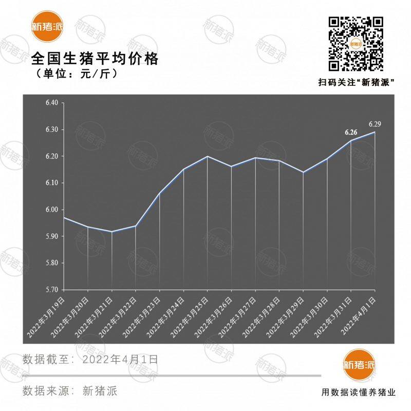 4月1日：继续涨！多地猪价已重回6元大关，湖南涨幅最高0.3元|新猪派猪价