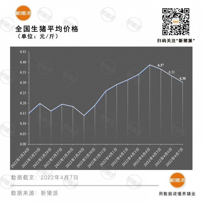 4月7日：又要探底？20个省区猪价同步下跌，最低仅5.6元/斤|新猪派猪价