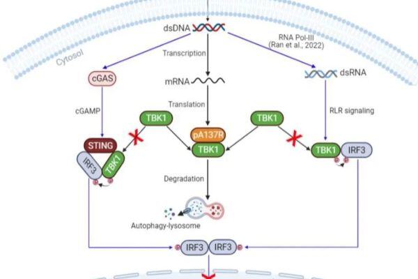 非洲猪瘟病毒（ASFV）逃逸宿主天然免疫应答机制研究取得新进展