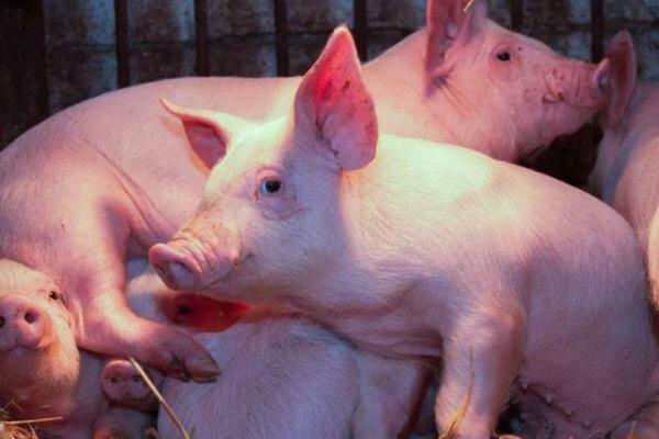 比去年增长超三成！广西一季度生猪出栏946.57万头，与广东相近