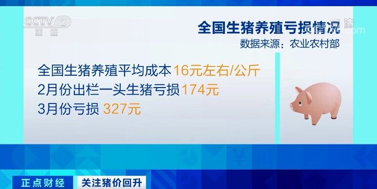 结束16连降，连续三周回升！节日临近，猪价有望进一步回暖