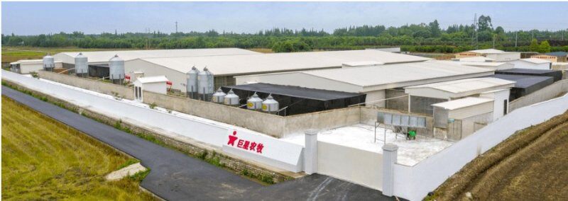 2021年盈利2.59亿元！巨星农牧投7.5亿加码养猪，今年生猪出栏或近100万头