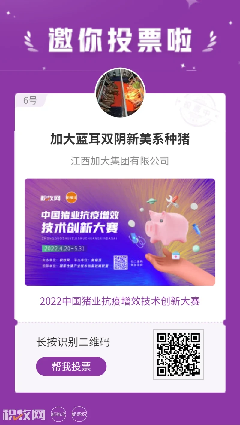 加大蓝耳双阴新美系种猪入围中国猪业抗疫增效技术创新大赛候选项目