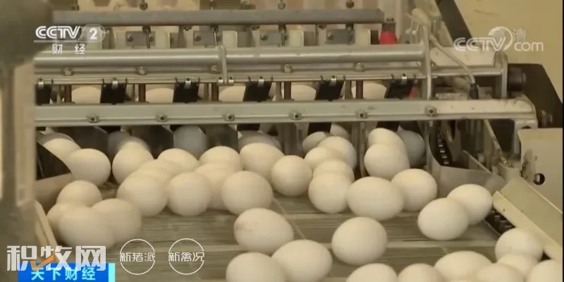 美国超1900万只蛋鸡死亡！法国创记录扑杀家禽1600万只，法农不满成本上涨直接“泼粪”