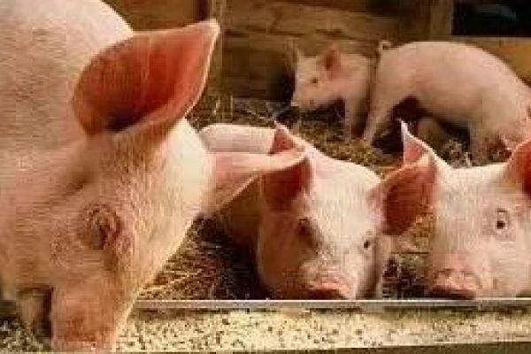 中科院微生物所合作构建非洲猪瘟病毒感染的全景式细胞转录图谱