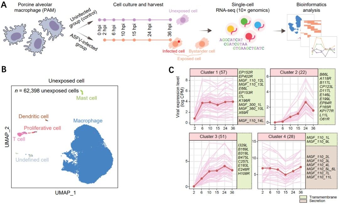 中科院微生物所合作构建非洲猪瘟病毒感染的全景式细胞转录图谱