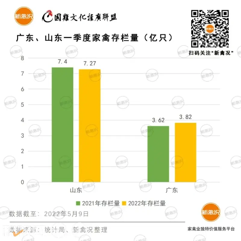 一季度肉鸡盈亏出炉!广东盈利1.3元/公斤!山东亏损1.6元/只,国鸡行情好于白羽肉鸡?