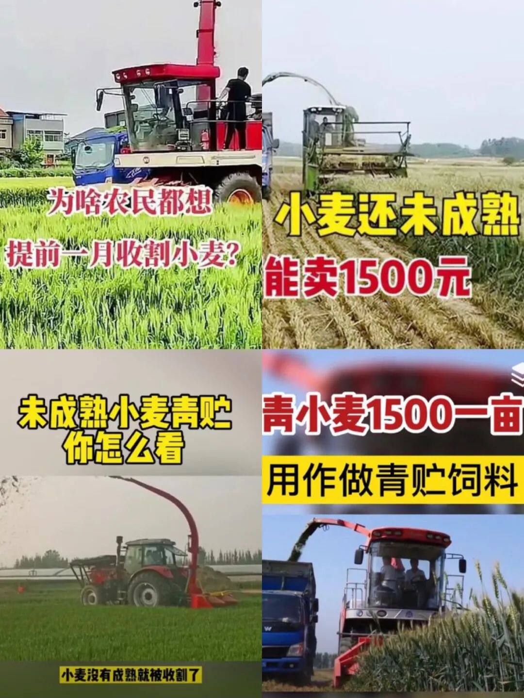 收割青小麦当饲料，一亩地可卖1500元？当地农业厅发“特急”电，农业农村部：发现一起处理一起