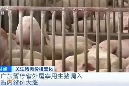 广东猪价涨破9元全国最高，省内猪源自给率已达近八成！