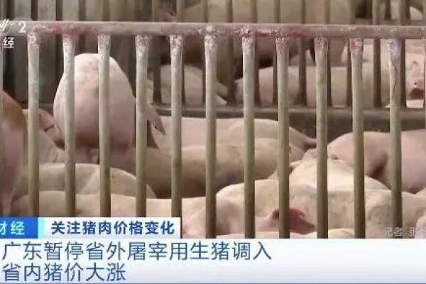 广东猪价涨破9元全国最高，省内猪源自给率已达近八成！