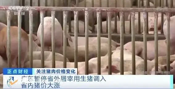 广东猪价涨破9元全国最高，省内猪源自给率已达近八成！