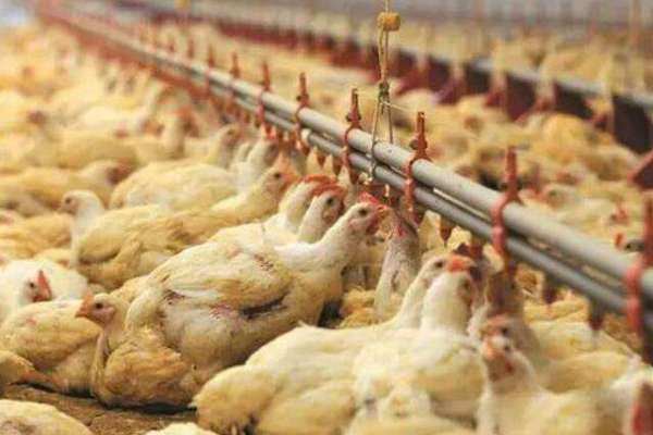 2022年最后一周！畜产品和饲料集贸市场价格变化如何？