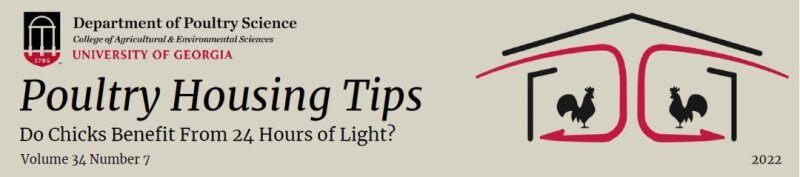 育雏期24小时连续光照，就一定对吗？