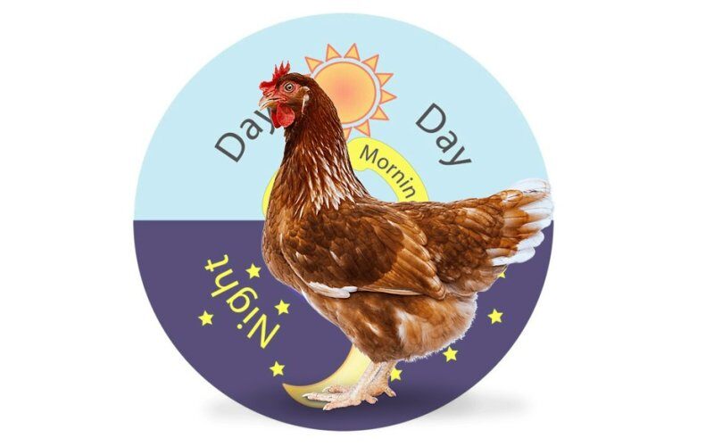 育雏期24小时连续光照，就一定对吗？