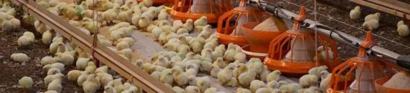 育雏期24小时连续光照，就一定对吗？