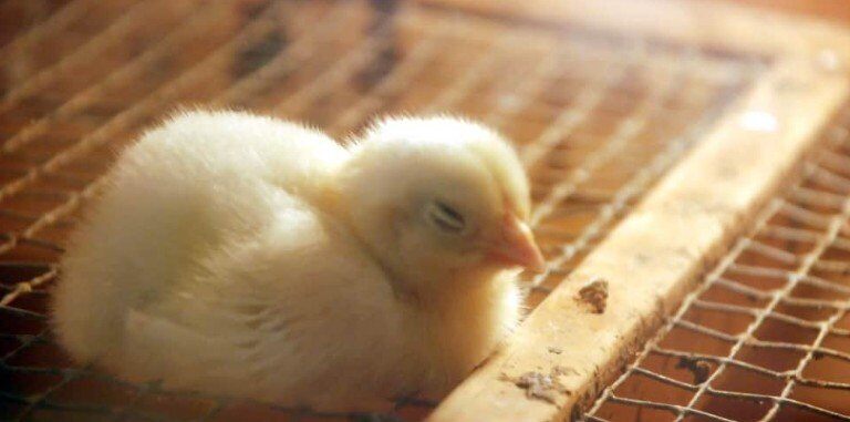 育雏期24小时连续光照，就一定对吗？