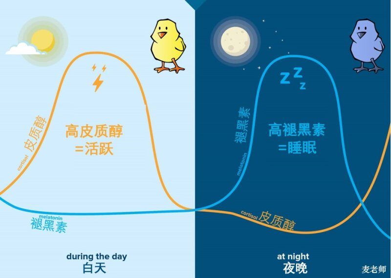 育雏期24小时连续光照，就一定对吗？