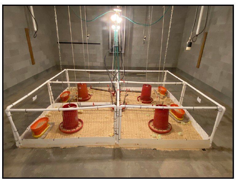 育雏期24小时连续光照，就一定对吗？