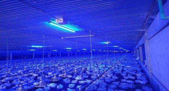 育雏期24小时连续光照，就一定对吗？