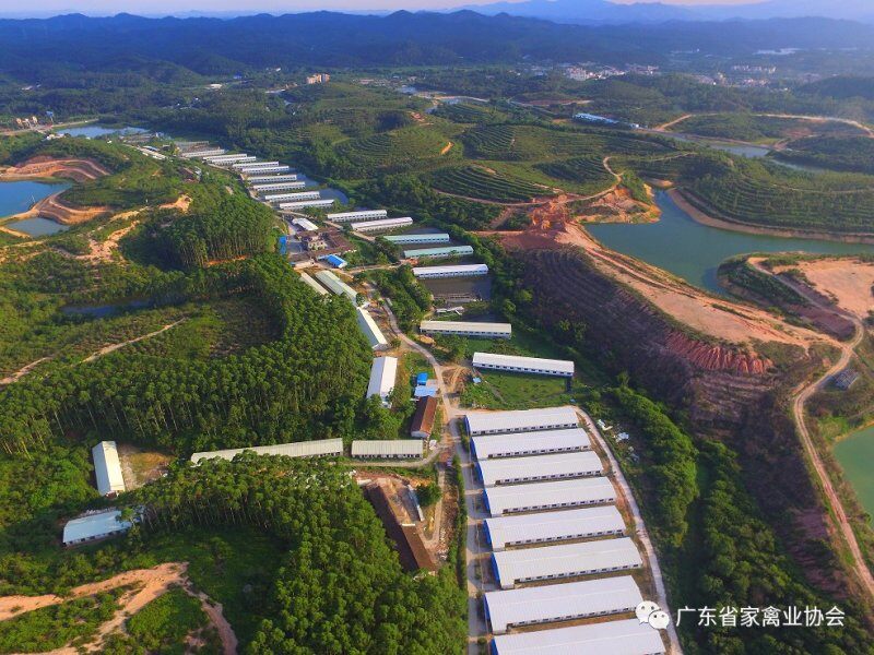 攥紧中国种子 国内最大的国鸡育种企业布局加快品种转型与技术创新