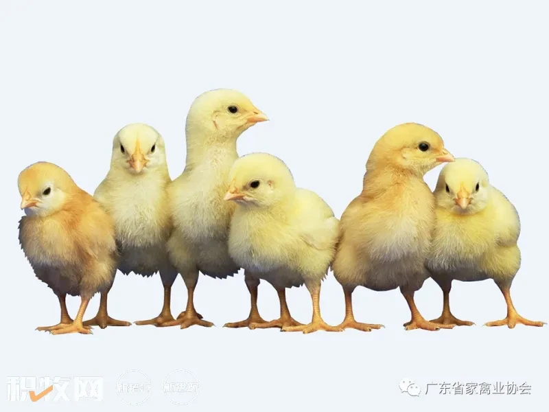 攥紧中国种子   国内最大的国鸡育种企业布局加快品种转型与技术创新
