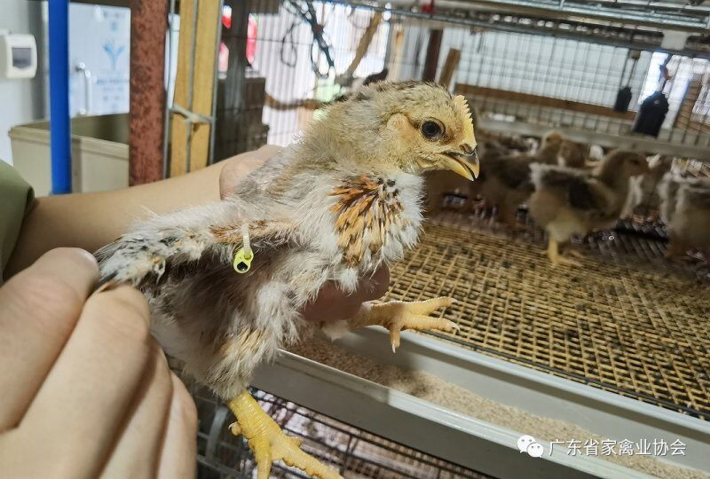 攥紧中国种子 国内最大的国鸡育种企业布局加快品种转型与技术创新