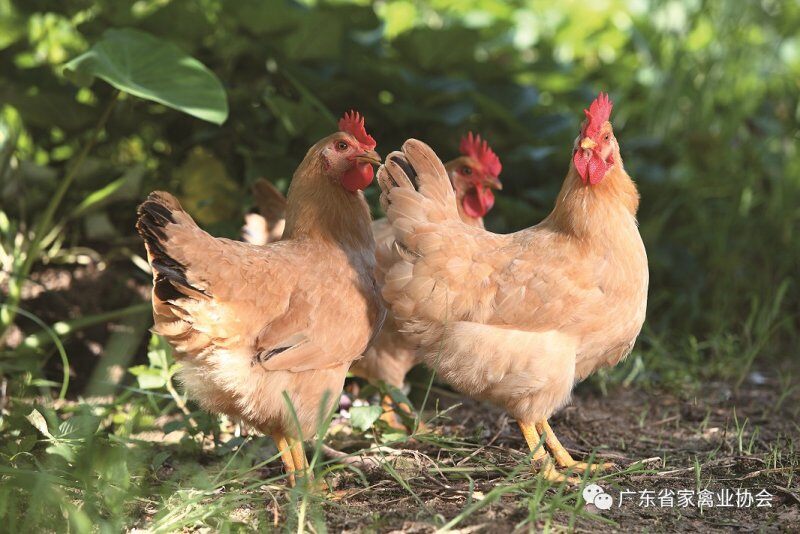 攥紧中国种子 国内最大的国鸡育种企业布局加快品种转型与技术创新