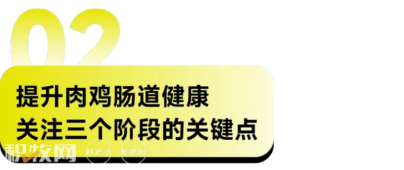 EW Nutrition成功举行提高家禽盈利水平的肠道健康方案暨威恩特D新品发布会