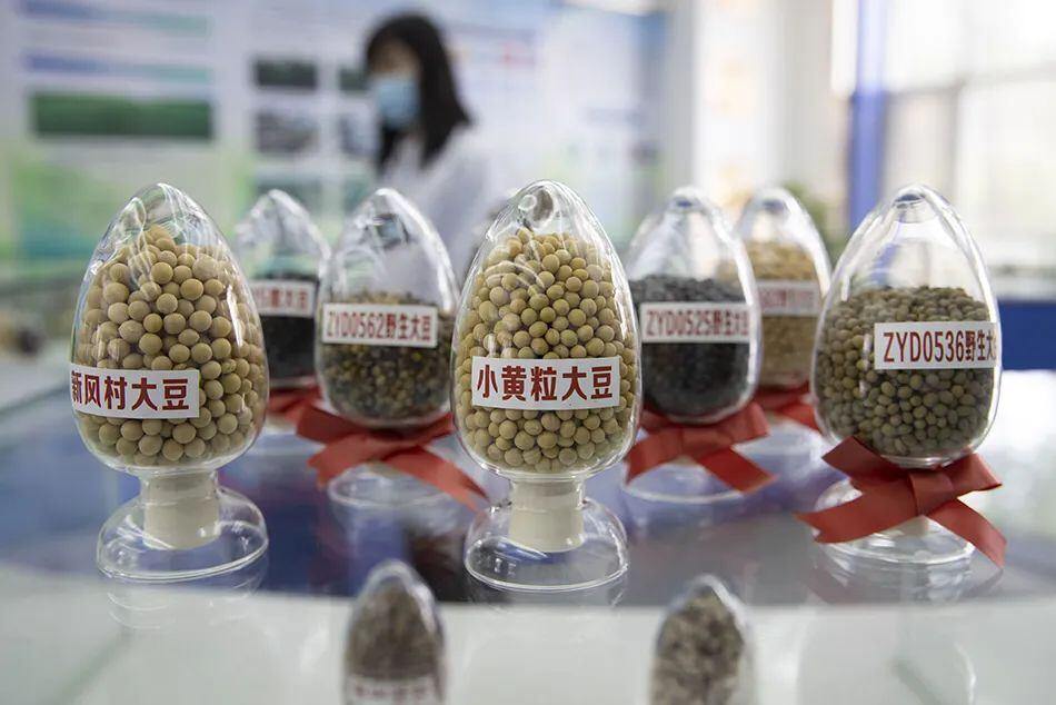 原料降价难?饲料高位常态化?专家称:未来国产大豆增产有限,价格绝对更高!