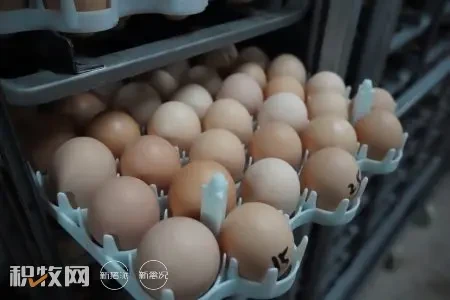 瑞典鸡蛋商的通胀噩梦