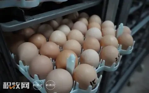 2022年蛋鸡生产成本收益分析：饲养每百只蛋鸡亏损185.84元