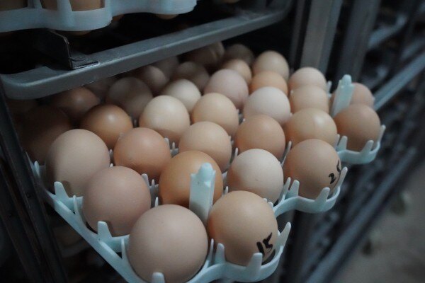 6月下旬蛋价基本触底　三季度将开启上涨模式