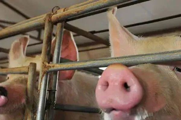 难清猪瘟！非瘟“拔牙”的实践效果评估