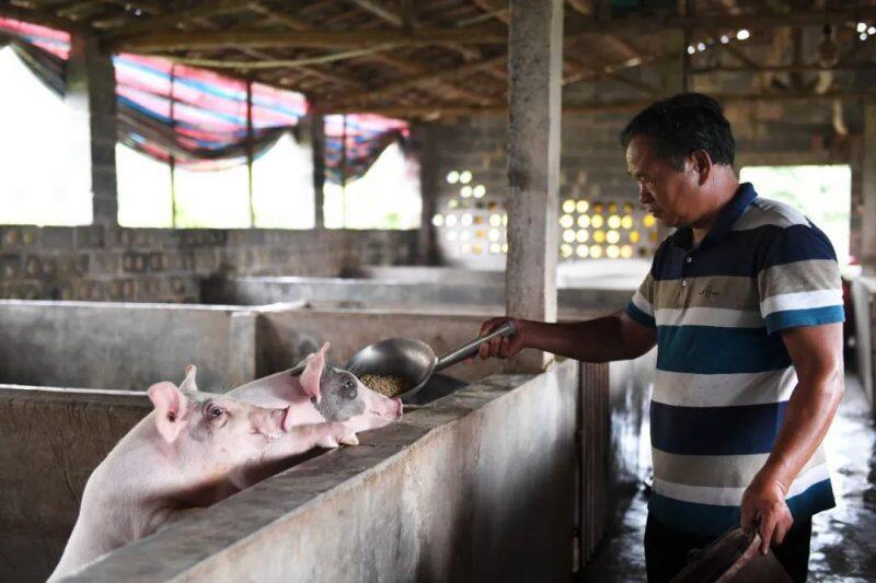 饲料成本上涨，玉米、豆粕减量替代势在必行，行业龙头这样做......