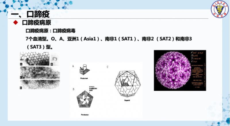 刘延麟：口蹄疫净化势在必行！必威安泰标记疫苗助力无疫区建设｜2022首届中国猪病净化大会