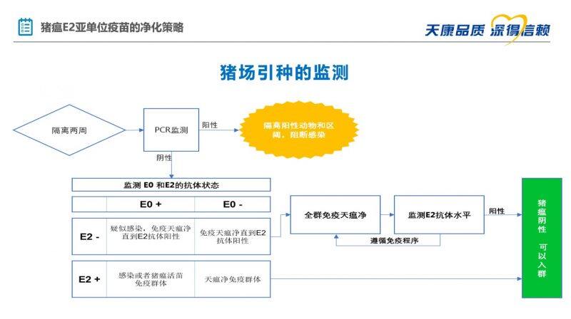 王杨：天瘟净211工程，让猪瘟防控和净化更简单、更高效｜2022首届中国猪病净化大会