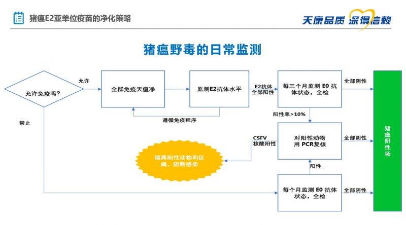 王杨：天瘟净211工程，让猪瘟防控和净化更简单、更高效｜2022首届中国猪病净化大会