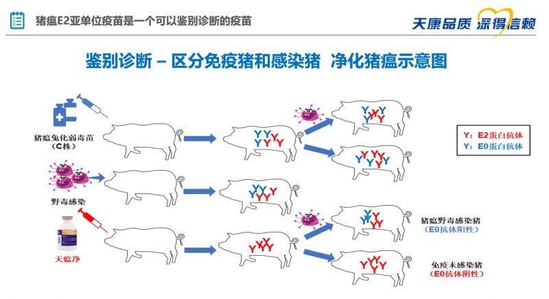 王杨：天瘟净211工程，让猪瘟防控和净化更简单、更高效｜2022首届中国猪病净化大会