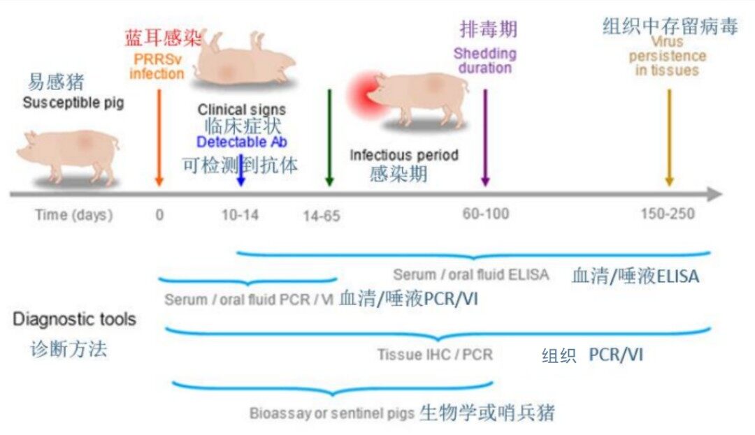 引种、饲养蓝耳双阴猪有难度？永诚集团来为您支招