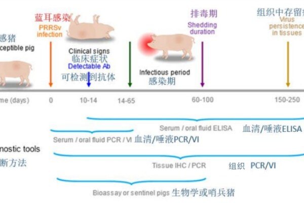 引种、饲养蓝耳双阴猪有难度？永诚集团来为您支招
