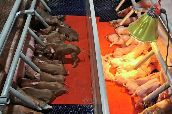 第一名！加大蓝耳双阴新美系种猪荣获2022中国猪业抗疫增效技术创新大赛金奖