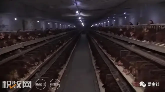 河北农民在地下4米养鸡，为什么一年总比同规模养殖户，多赚200万