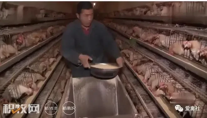 河北农民在地下4米养鸡，为什么一年总比同规模养殖户，多赚200万