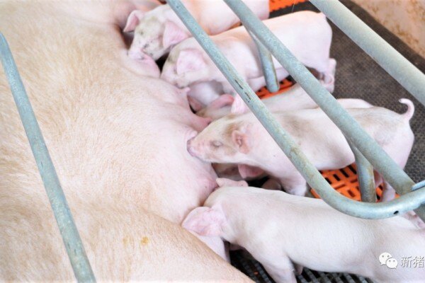 5年打造10个蓝耳双阴场，加大种猪场疫病净化经验首次公开分享！