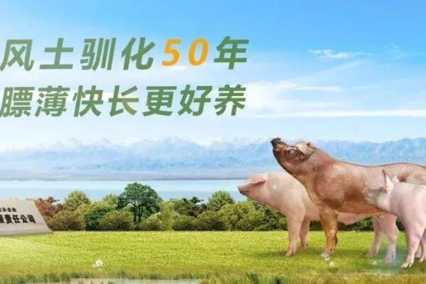 中国品牌种猪——金新农天种种猪