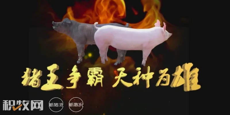 中国品牌种猪——金新农天种种猪