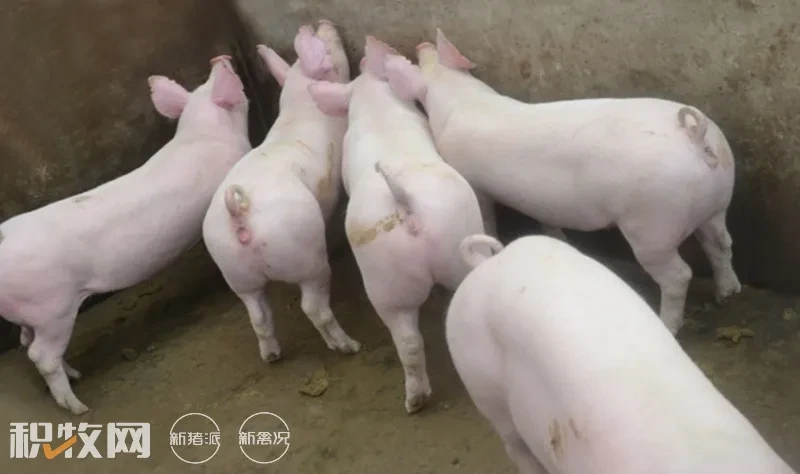 中国品牌种猪——金新农天种种猪