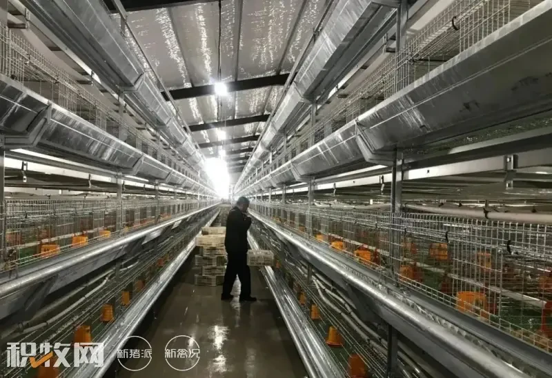 立华肉鸡成本涨至6.8元/斤！温氏国鸡年销量完成率为34%，湘佳年产亿羽种蛋目标达成……