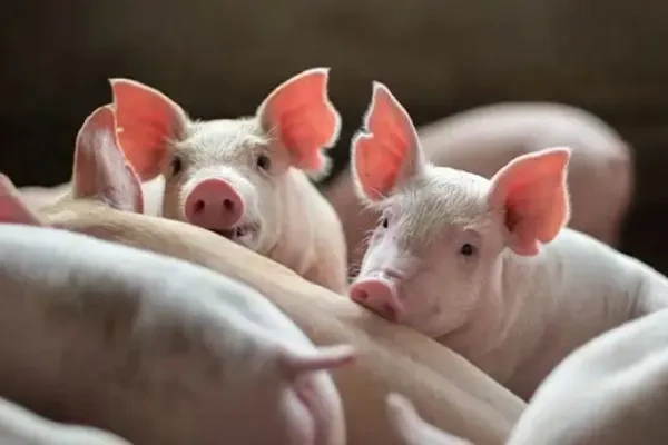 7月第1周生猪价格上涨19.6%